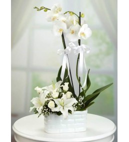 BEYAZ ORKİDE KAZABLANCA